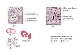 Compact bone diagram class 9. Structural Organization In Animals Emedicalprep