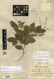 Image result for Gouania tiliifolia
