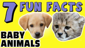 They happen to run faster than horses. 7 Fun Facts About Baby Animals Facts For Kids Puppies Kittens Learning Colors Cute Animals Youtube
