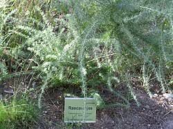Image result for Adenocarpus