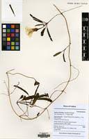 Image result for Ipomoea stolonifera