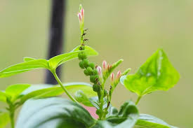 Image result for Spigelia anthelmia