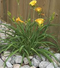 Here, it blooms until the summer heat becomes oppressive. Perennials For Your Garden Landscape Ontario