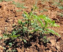 Image result for Sesbania pachycarpa