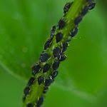 Guest Blog By Insect Cop 5 Common Garden Pests To Look Out For This Autumn And Winter Lady Mole Catcher Garden Pests Guest Blogging Pests