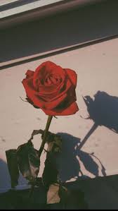 Roses aesthetic phone background hd wallpapers. Pseudycus Flower Flowers Rose Roses Floral Florals You Are In The Right Place About Wallpaper Rosa Del Aesthetic Roses Rose Wallpaper Flower Aesthetic