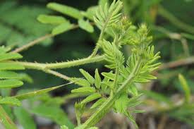 Image result for Mimosa diplotricha