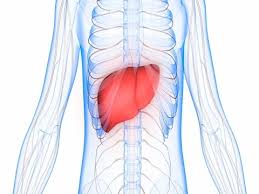 In humans, it is located in the right upper quadrant of the abdomen, below the diaphragm.its other roles in metabolism include the regulation of glycogen storage, decomposition of red blood cells, and the production of hormones. Human Body Organs Anatomy Liver With Ne Stock Video Pond5