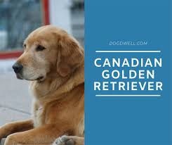 Exclusive Canadian Golden Retriever Facts And Care Dog Dwell