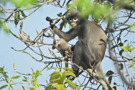 If you think your post has i deleted it like 3 days ago and now it's not even on the ios app store. Newly Discovered Monkey Species Popa Langur Faces Extinction
