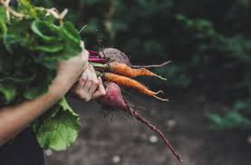 People are becoming motivated to start vegetable gardens due to higher food and fuel prices, the desire for healthy organic food and economic necessity. Ogcnzptsoheqcm