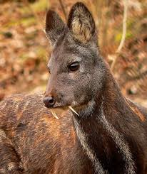 Siberian Musk Deer Musk Deer Live Mainly In Forested And Alpine Scrub Habitats In The Mountains Of Southern Asia Notab Mas Bichos Y Otros Animales Cierv