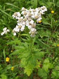 Image result for Anisopappus kirkii