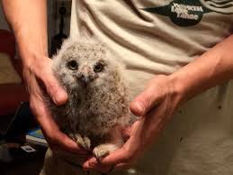 At forest park in portland, oregon, participants discovered 247 species, including 66 different kinds of birds! National Geographic Backyard Plumpossumfarm