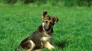 Well you're in luck, because here they come. How Much Is A Baby German Shepherd Oh Wow