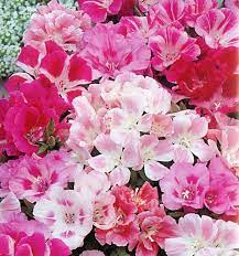Pin On Backyard Plot Pink Well