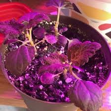 Image result for Coleus tetragonus