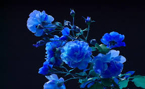 Blaue Blumen Rose Knospen Garten Blauer Schwarzer Hintergrund Bildschirmhintergrund Wallpaperbetter Bilder finden, die zum begriff geburtstag blumen passen. blaue blumen rose knospen garten
