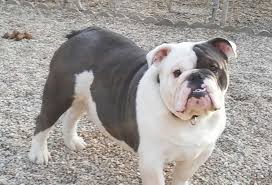 We are confident that you will not find a better european bred bulldog anywhere! English Bulldog Puppies For Sale And Dogs For Adoption In Illinois Il Based In Indi English Bulldog Breeders Bulldog Puppies For Sale American Bulldog Puppies