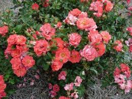 Rose bushes add beauty and a fragrant scent to your garden. Which Is Better For Your Garden Knockout Or Drift Roses Ggd Blog