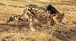 King Cheetah Big Cats Rare Animals Animals