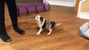 Check spelling or type a new query. Where To Find Toy Aussie Puppies For Sale Dogable