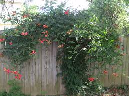 Maybe you would like to learn more about one of these? Plants That Attract Hummingbirds Auntie Dogma S Garden Spot