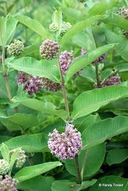 Pin On Outside Garden Ideas