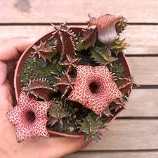 Image result for Huernia hislopii