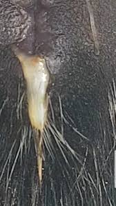 Any Ideas Of This Is Mucus Plug Backyardherds Goats Horses Sheep Pigs More While the dog's mucus plug won't be a very reliable indicator of when the big delivery day is coming, the timing and appearance of the release can though provide some information about first signs of trouble. goats horses sheep pigs more