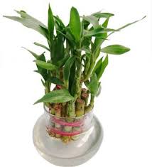 These planters will prove themselves to be perfect for your next bamboo plant. Green Home Care Two Layer Bamboo Plant Price In India Buy Green Home Care Two Layer Bamboo Plant Online At Flipkart Com