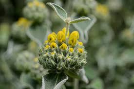 Image result for Phlomis fruticosa