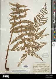 Image result for Pneumatopteris unita