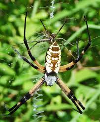 I grow very large garden spiders at my house. Male And Female Yellow Garden Spiders In Texas Bugs In The News