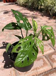 This monstera plant is famous for the holes in its leaves—holes that sometimes grow so large as the leaf grows that they split the leaf. Monstera Plant Care Light Guzman S Greenhouse Indoor Plant