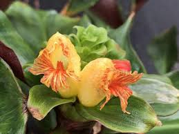 Image result for Costus