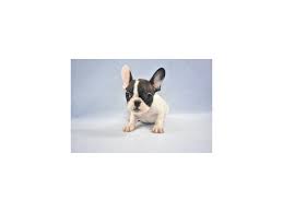 French bulldog rescue of south florida. Come To Visit Our French Bulldog Puppies For Sale Near St Johns Florida