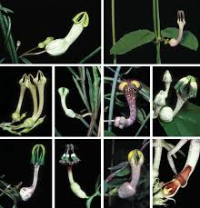 Image result for Ceropegia lugardiae