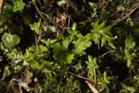 Image result for Anogramma leptophylla