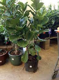Online orchards dwarf honeycrisp apple tree bare root (795) model# apple. The Key Is To Watch For That Leaf Turning Up And Start To Determine How Many Days Until That Happens Th Fiddle Leaf Fig Fiddle Leaf Fig Tree Fiddle Leaf Tree