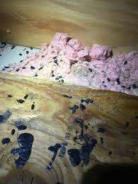 Image result for squirrel poop