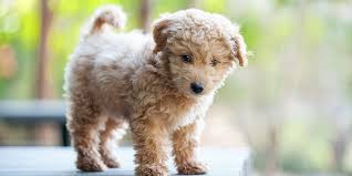 White undermount kitchen sink australian labradoodle mini red. Dog Breeds That Look Like Puppies At Any Age Martha Stewart