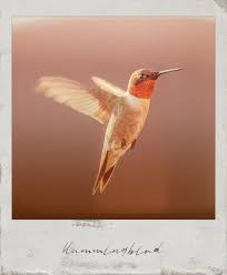Hummingbird Photo Editor App Animals Instant Photos