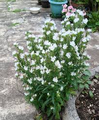 Image result for Baissea viridiflora