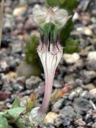 Image result for Ceropegia rendallii