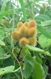 Image result for Bixaceae