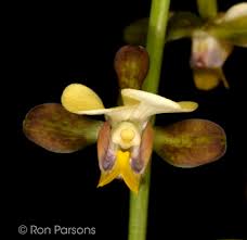 Image result for Eulophia streptopetala