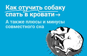 Почему собаки предпочитают кровать