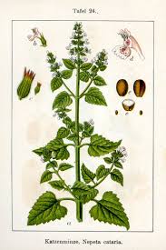 Catmint does not need any shade, even in warm climates. Catnip And Catmint Plants Interesting Herbs And Their Uses Owlcation