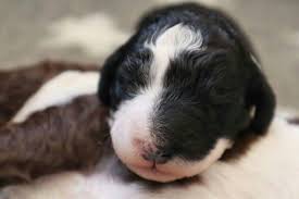 pin von tanja77 auf spanischer wasserhund spanischer wasserhund hunde spanisch